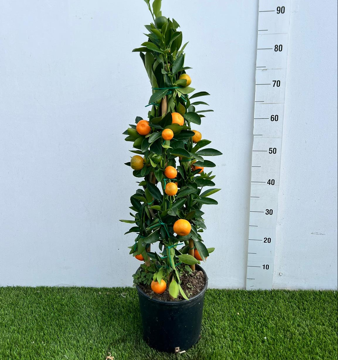 Citrus Calamondino Piramide in Vaso Ø20cm H90cm – Agrume Made in Sicily