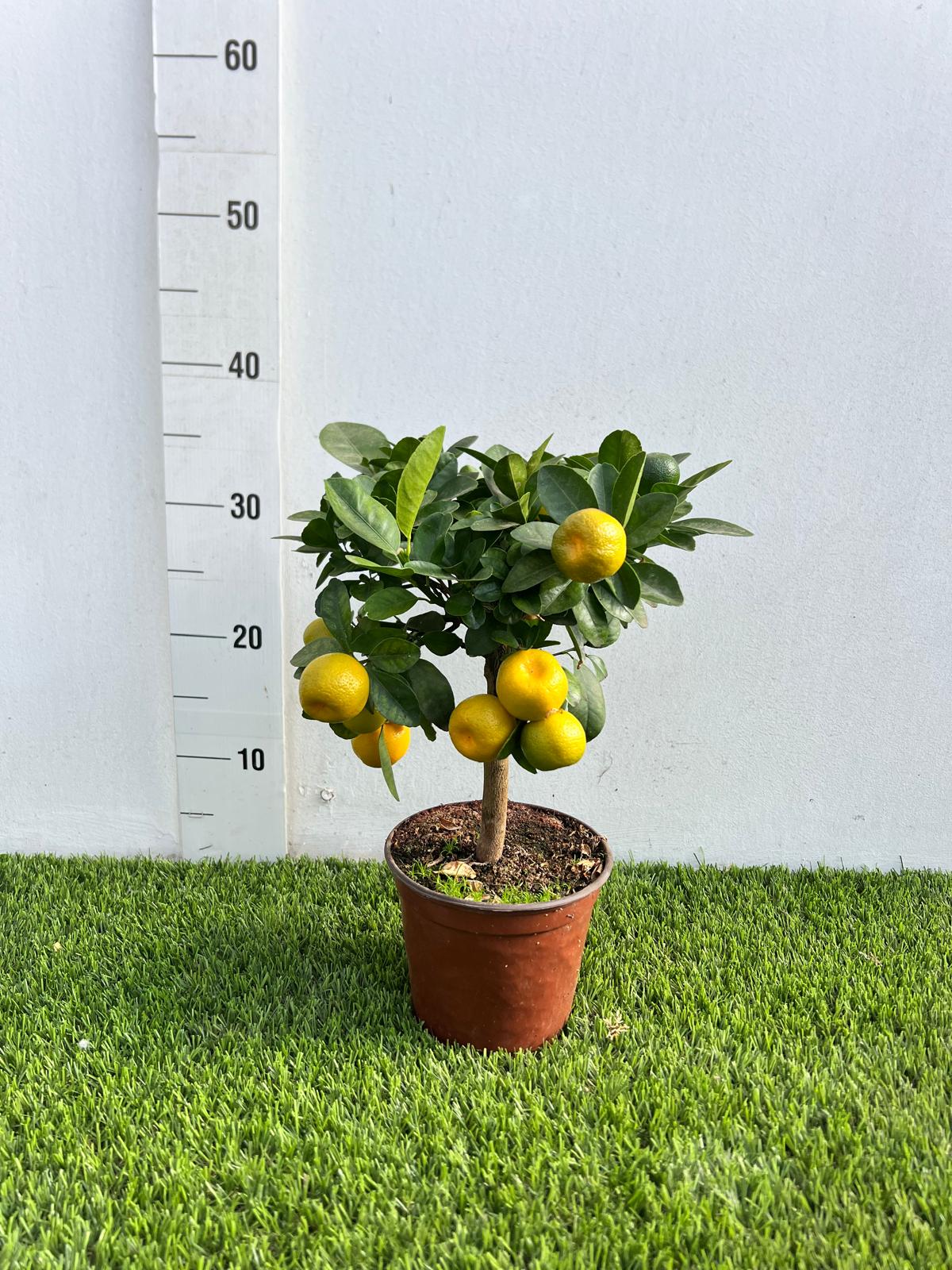 Mini Citrus Calamondino in Vaso Ø15cm H35/40cm – Agrume Made in Sicily