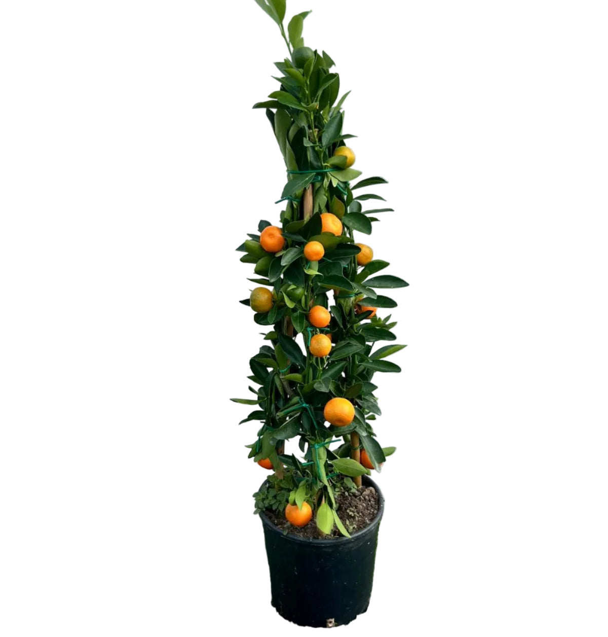 Citrus Calamondino Piramide in Vaso Ø20cm H90cm – Agrume Made in Sicily