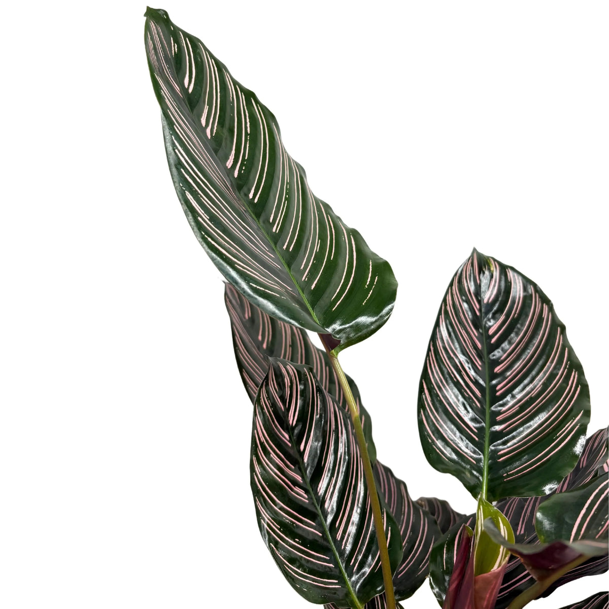 Calathea Sanderiana Ornata D. 19 cm H. 65 cm