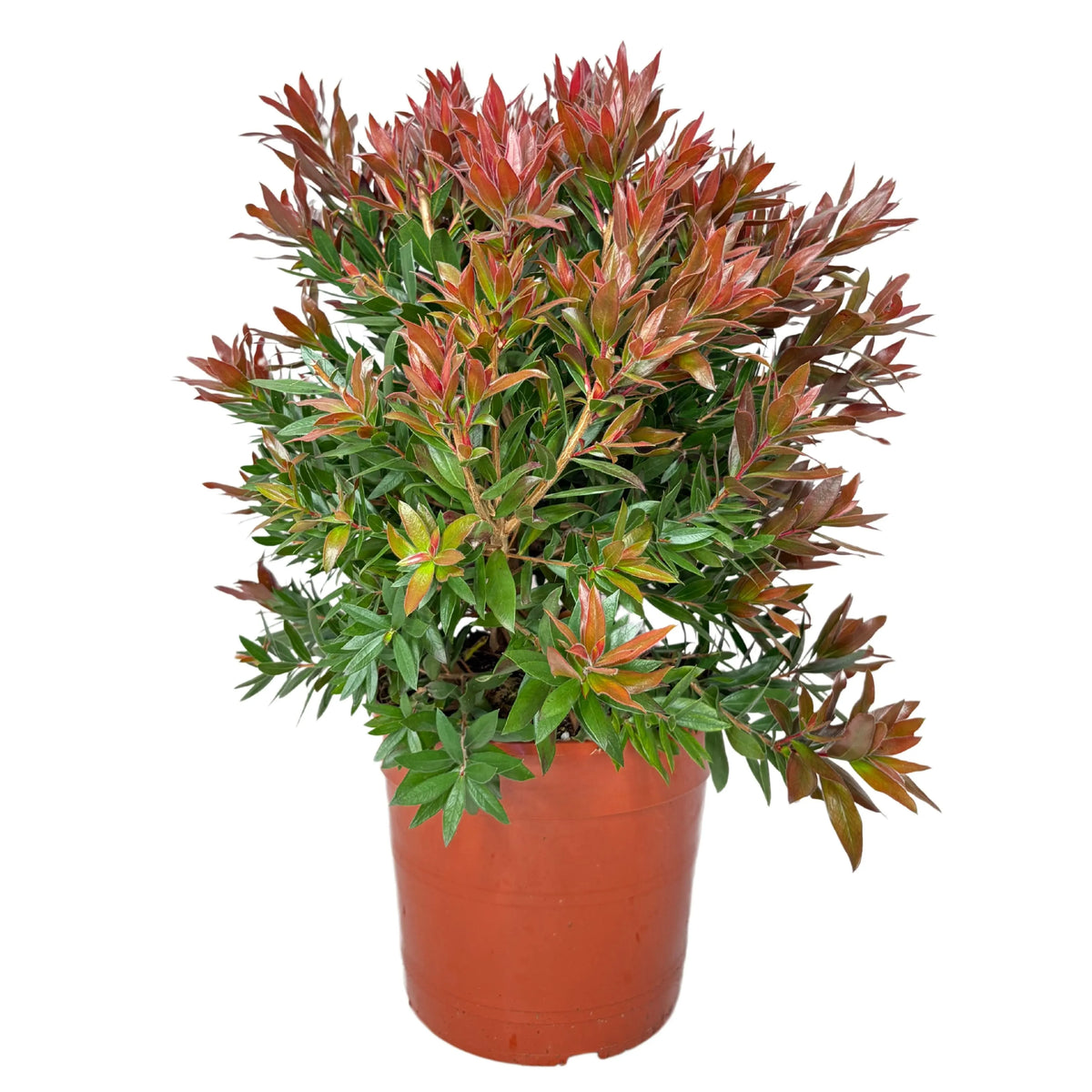 Callistemon Red Roket