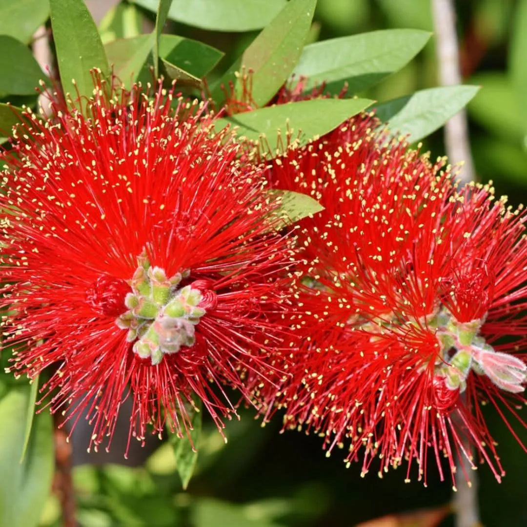 Callistemon Red Roket