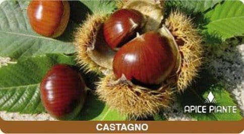Castagno Marrone Bouche de Batizac innestato h.080 - v. 20 cm - Apice Piante