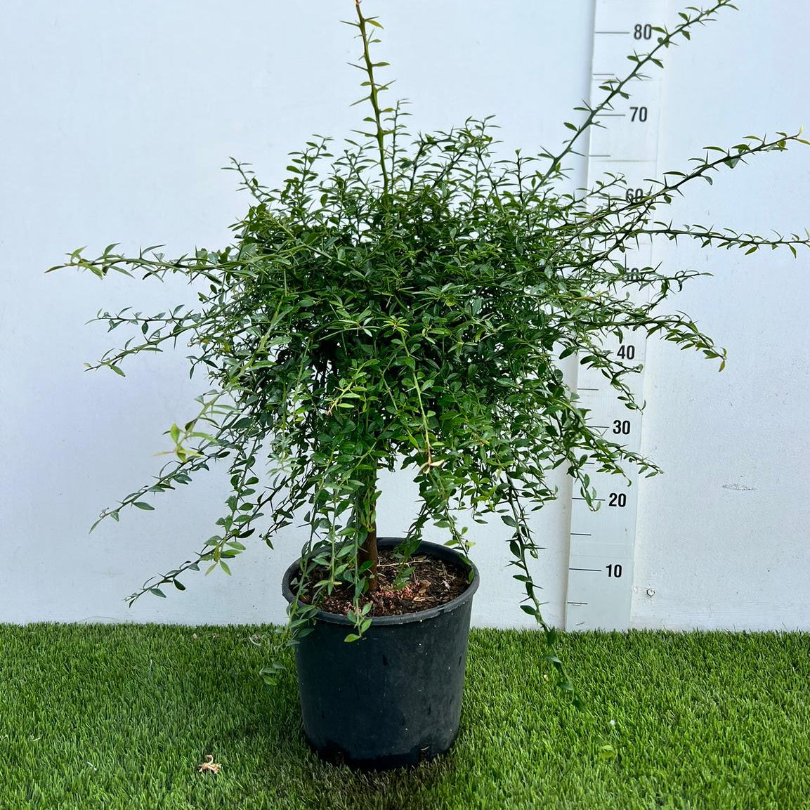 Citrus Limone Caviale Verde/Rosa Alberello in Vaso Ø20cm H70cm – Agrume Made in Sicily