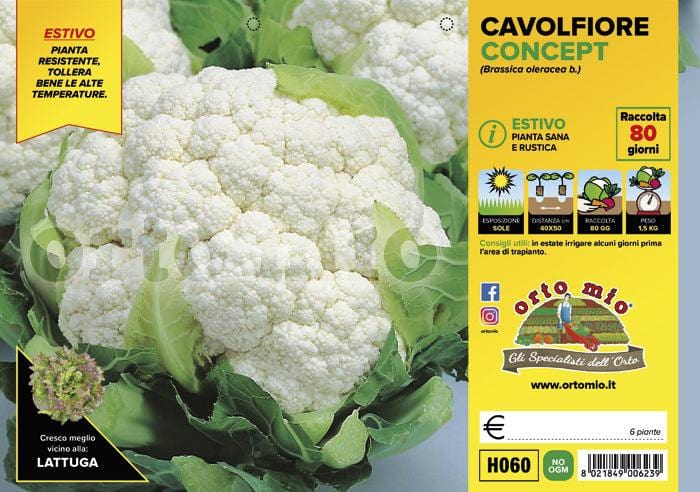Cavolfiore estivo Concept F1 - 6 piante - Orto Mio