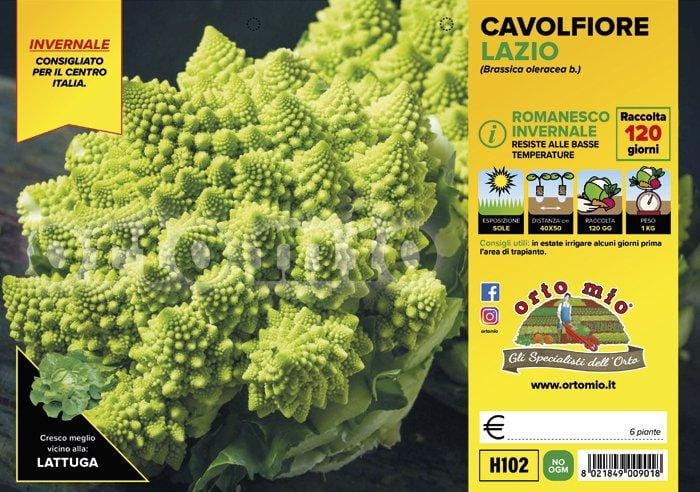 Cavolfiore Romanesco Invernale Lazio F1 - 6 piante - Orto Mio