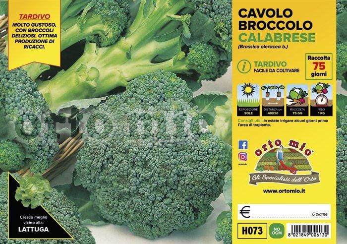 Cavolo Broccolo Calabrese tardivo Marathon F1 - 6 piante