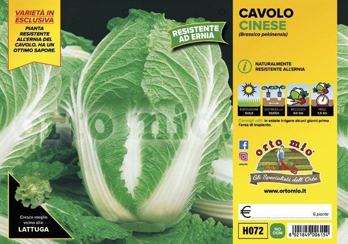 Cavolo cinese Enduro F1 - 6 piante - Orto Mio