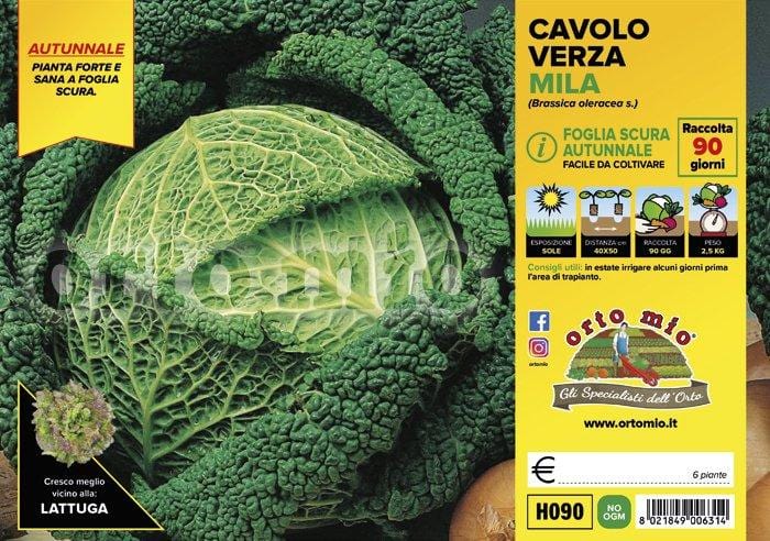 Cavolo verza scura autunnale Mila F1 - 6 piante - Orto Mio
