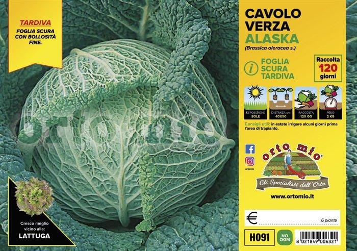 Cavolo Verza Scura tardiva Alaska F1 - 6 piante - Orto Mio