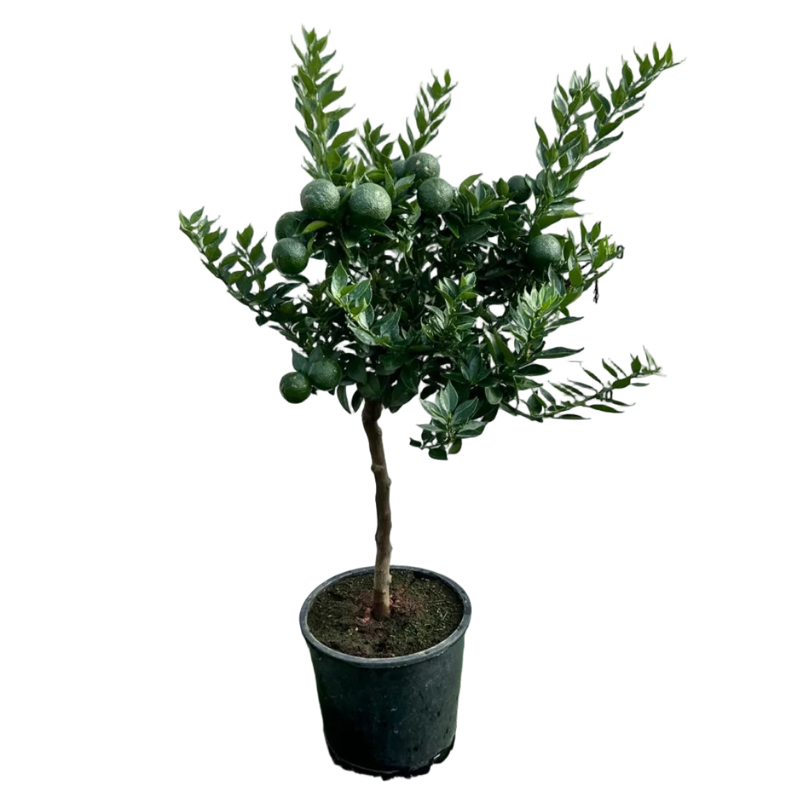 Citrus Chinotto Alberello in Vaso Ø20cm H70cm – Agrume Made in Sicily