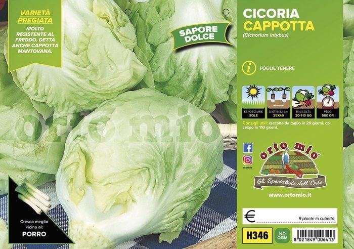 Cicorie e Radicchio bianca cappotta mantovana sel. Felsinea - 9 piante - Orto Mio