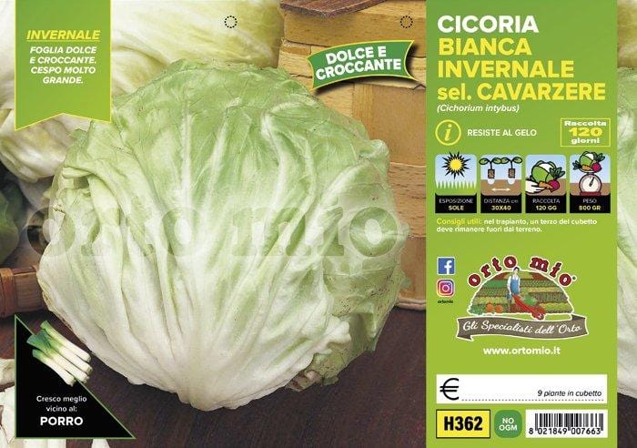 Cicorie e Radicchio Bianca Invernale sel. Cavarzere - 9 piante - Orto Mio