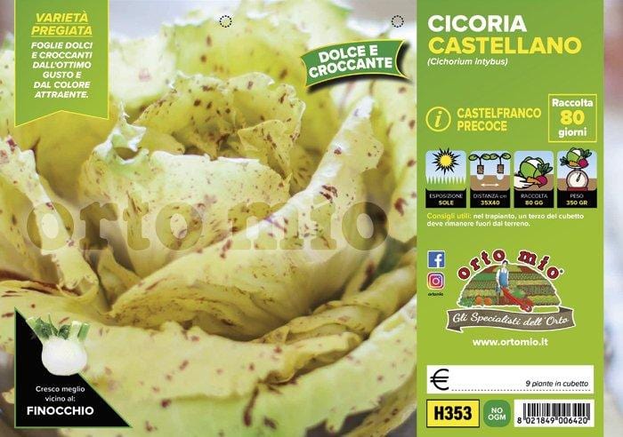 Cicorie e Radicchio Castelfranco precoce Castellano - 9 piante - Orto Mio