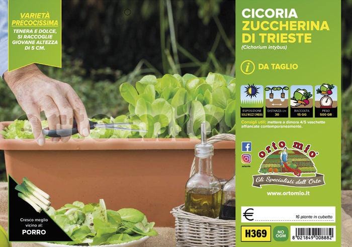 Cicorie e Radicchio da taglio Zuccherina di Trieste - 9 piante - Orto Mio