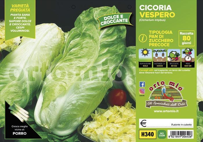Cicorie e Radicchio pan di zucchero precoce Vespero F1 - 9 piante - Orto Mio