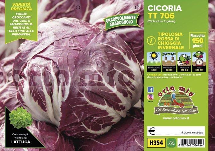 Cicorie e Radicchio rossa di chioggia invernale TT 706 - 9 piante - Orto Mio