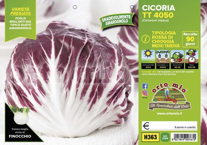 Cicorie e Radicchio rossa di chioggia medio tardiva TT 4050 - 9 piante - Orto Mio