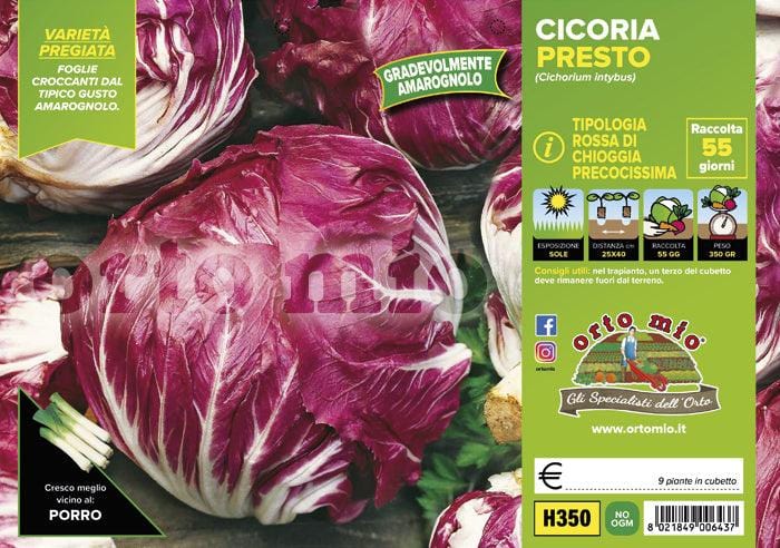 Cicorie e Radicchio rossa di Chioggia precoce Presto-Indigo F1 - 9 piante -  Orto Mio