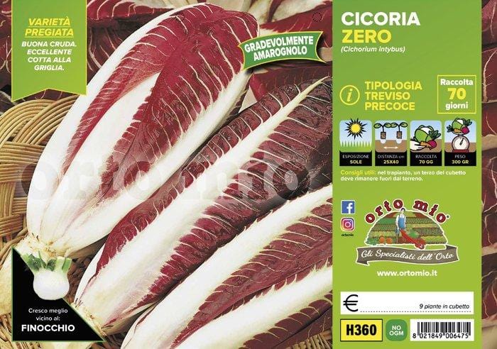 Cicorie e Radicchio rossa di Treviso precoce Zero - 9 piante - Orto Mio