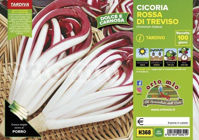 Cicorie e Radicchio rossa di Treviso tardiva Sile - 9 piante - Orto Mio