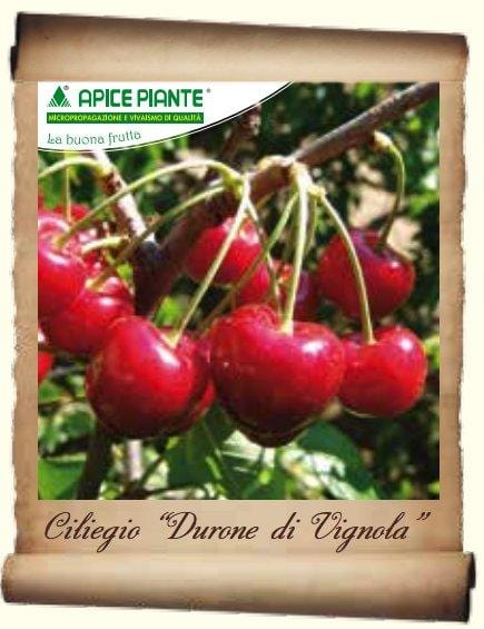 Ciliegio Durone di Vignola (Varietà antica) - v. 20 cm - Apice Piante