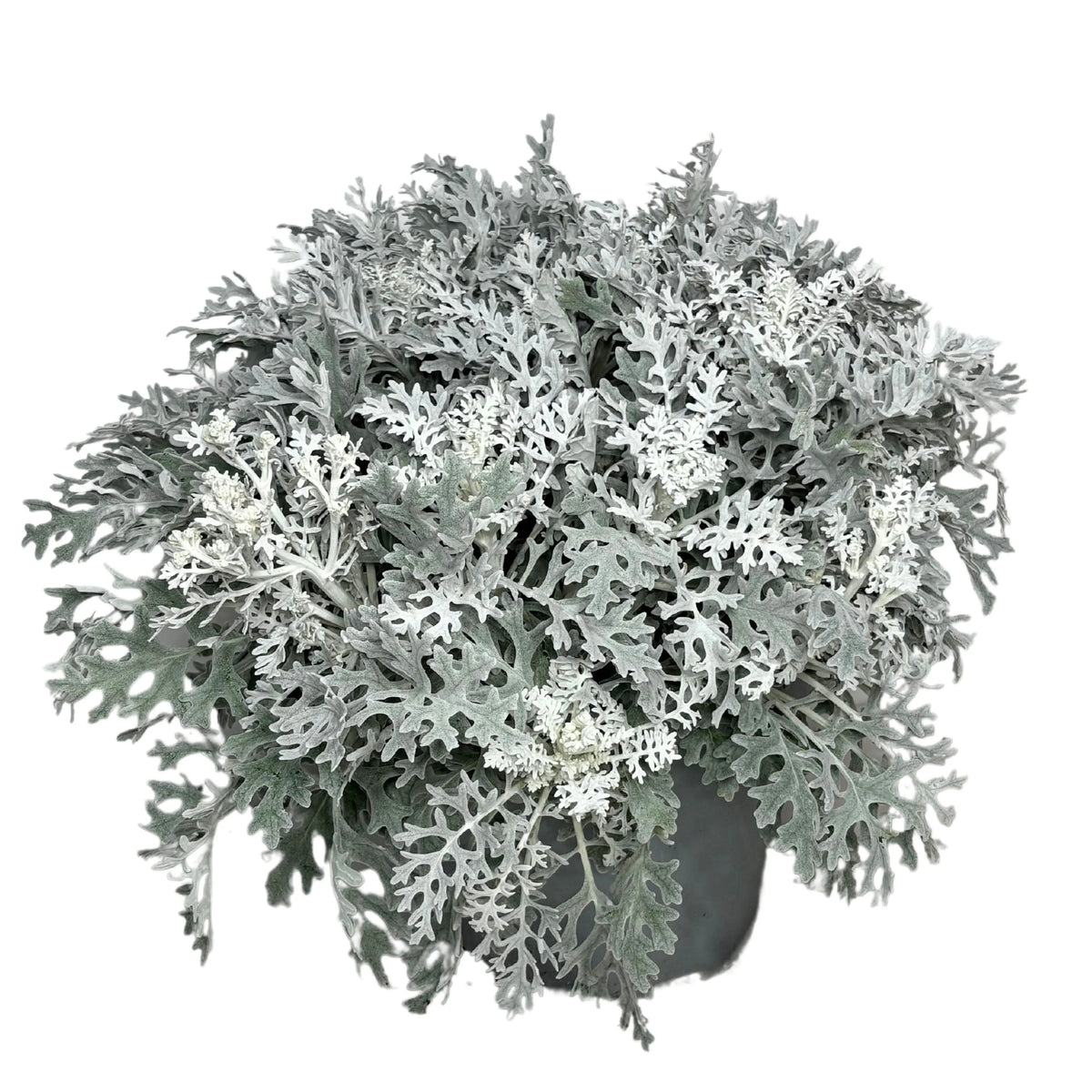 Cineraria Marittima