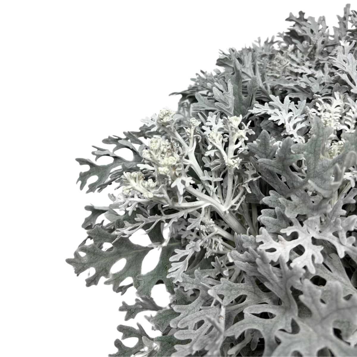 Cineraria Marittima