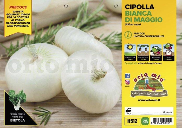 Cipolla bianca piatta di Maggio - 12 piante - Orto Mio