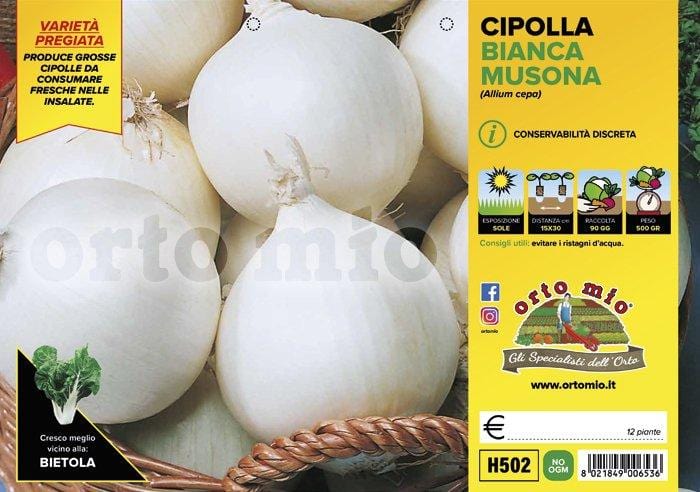 Cipolla bianca tonda Musona - 12 piante - Orto Mio