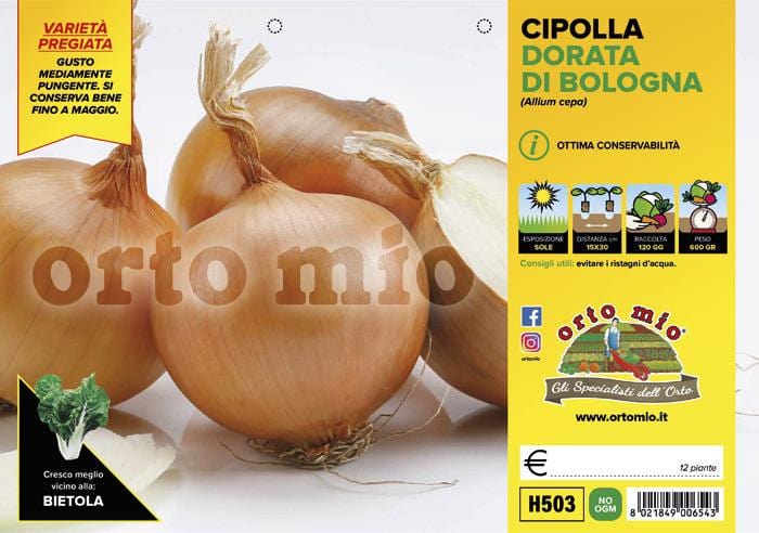 Cipolla dorata di Bologna Boreas F1-Elenka F1 - 12 piante - Orto Mio