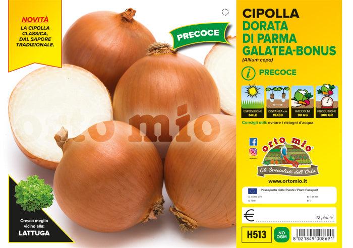 Cipolla dorata precoce di Parma Galatea F1-Bonus F1 - 12 piante - Orto Mio