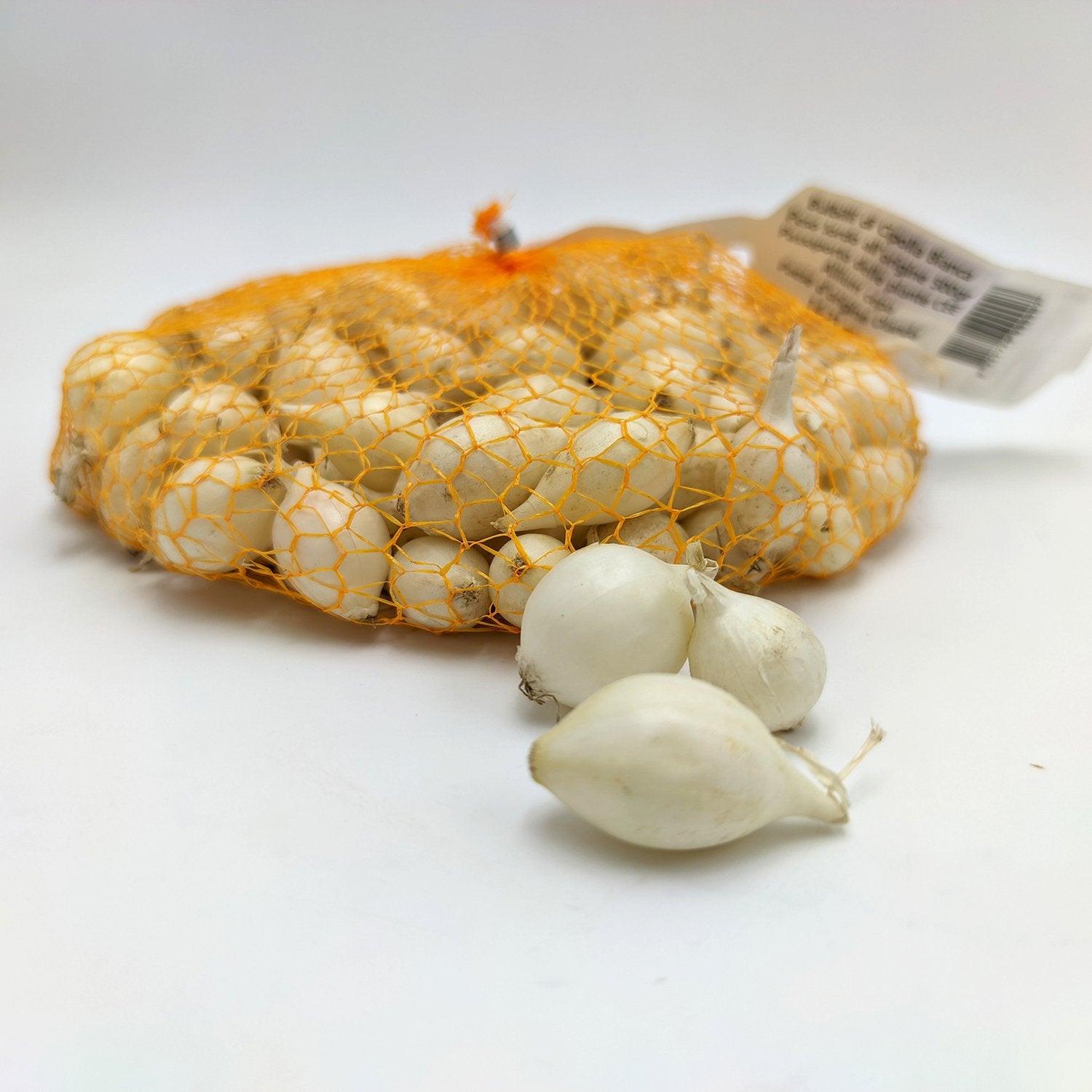 Cipolline Bianche Snowball in Bulbi - Gr.500 - L'Ortolano