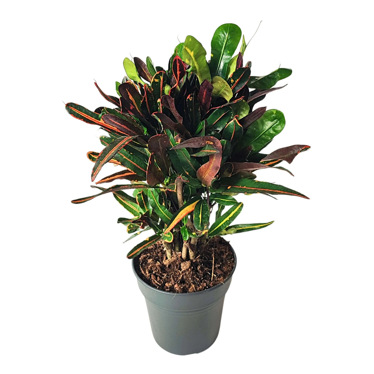 Codiaeum Mammi