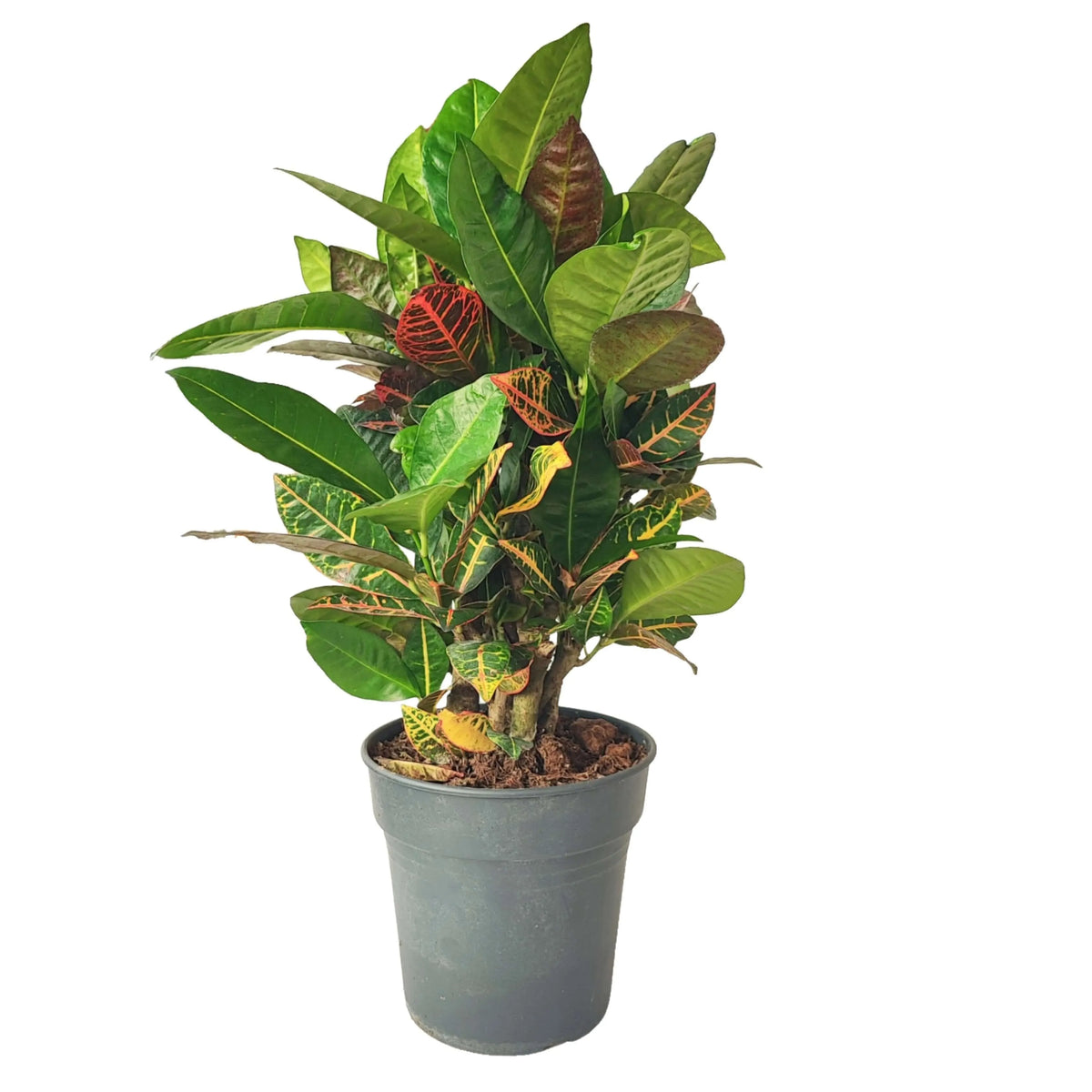 Codiaeum Petra