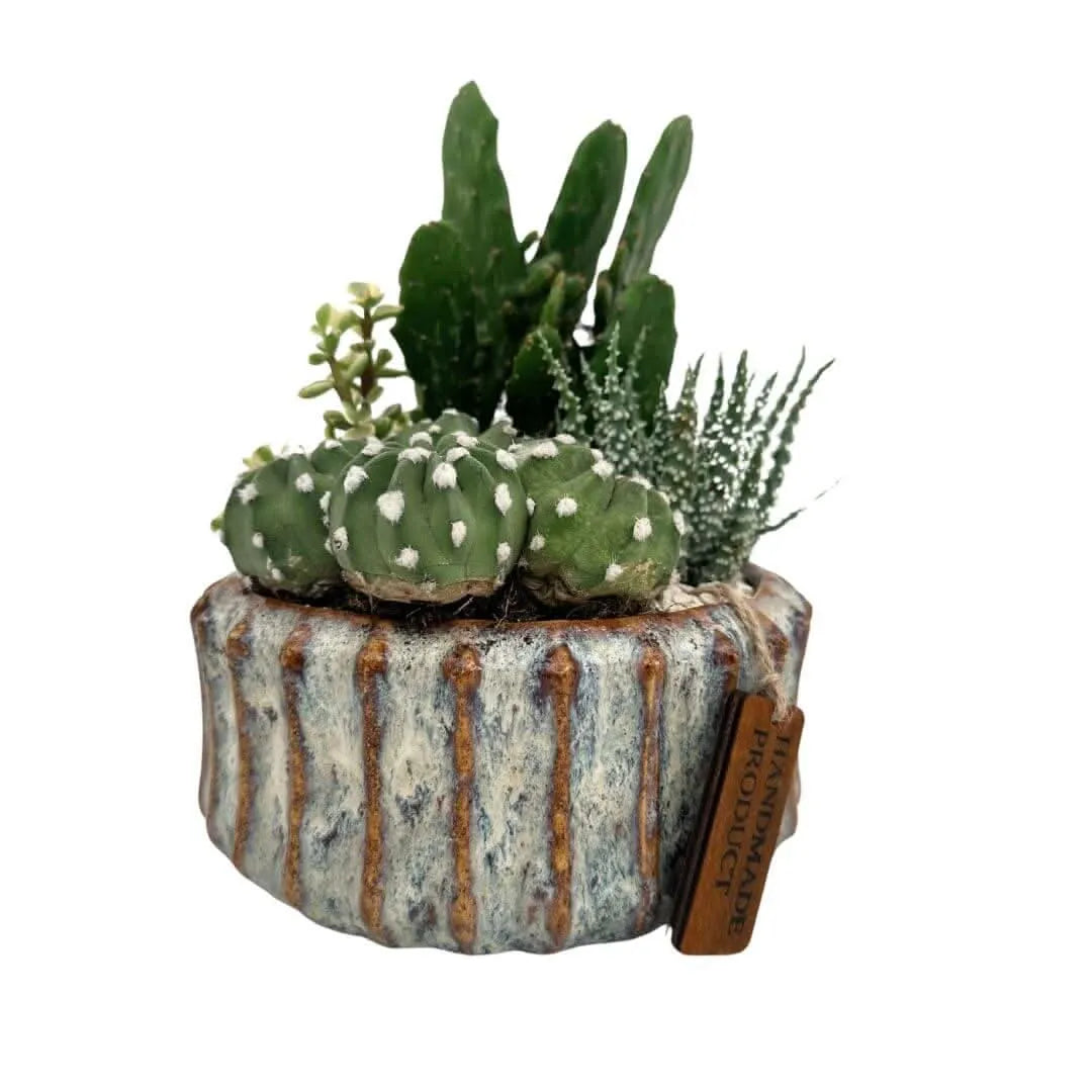 Composizione di piante grasse in vaso ceramica decor XL