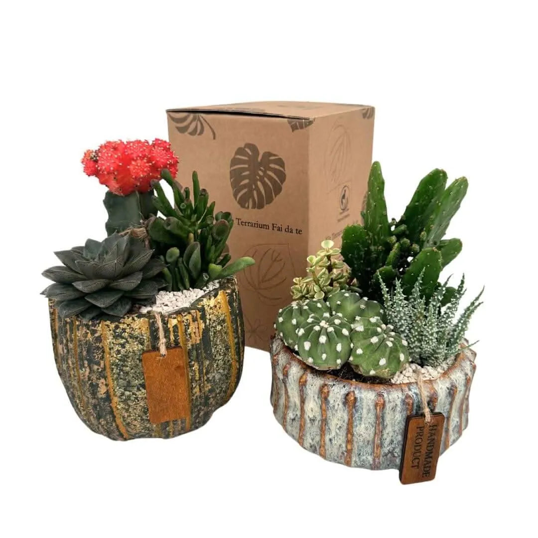 Composizione di piante grasse in vaso ceramica decor XL