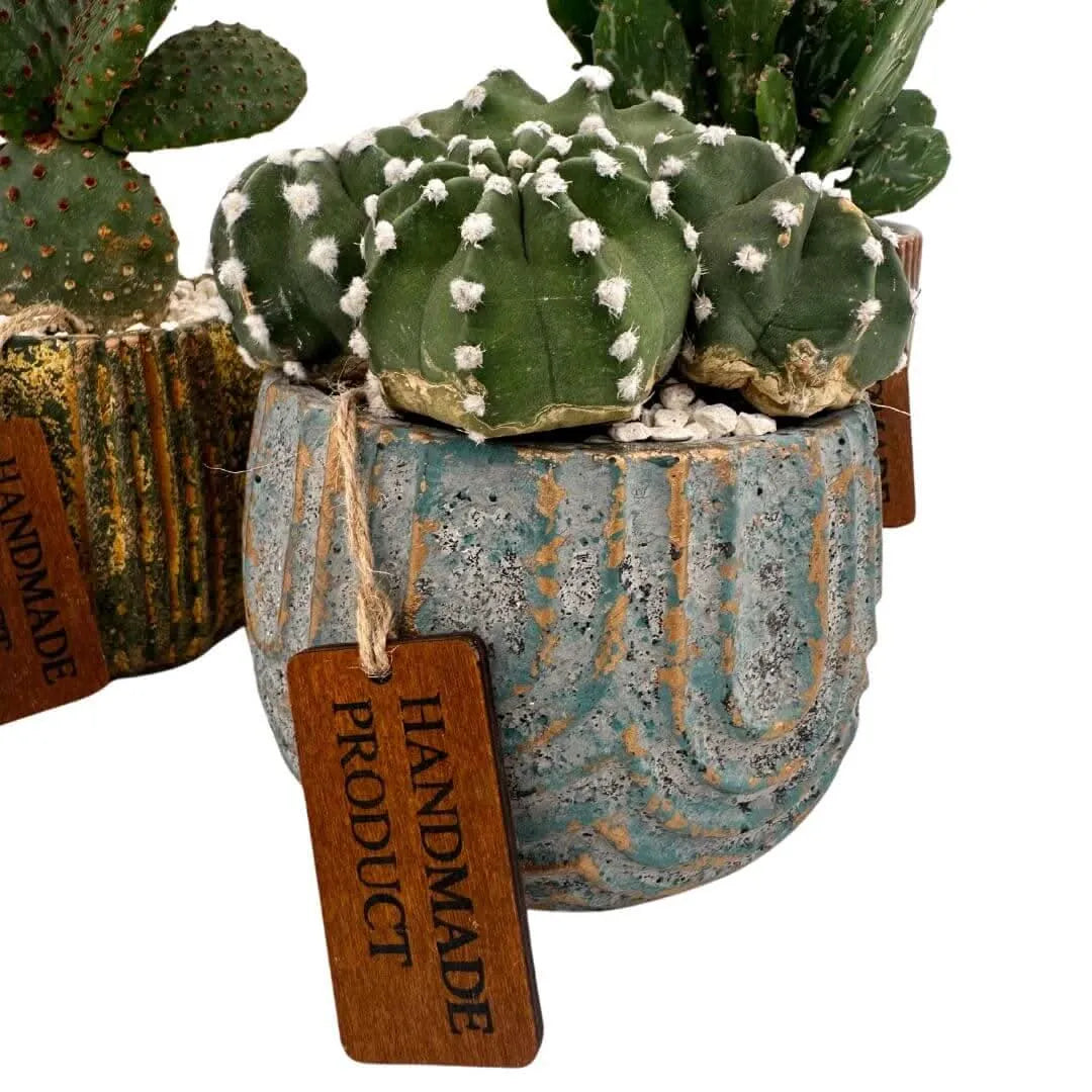 Composizione di una pianta grassa in vaso ceramica decor