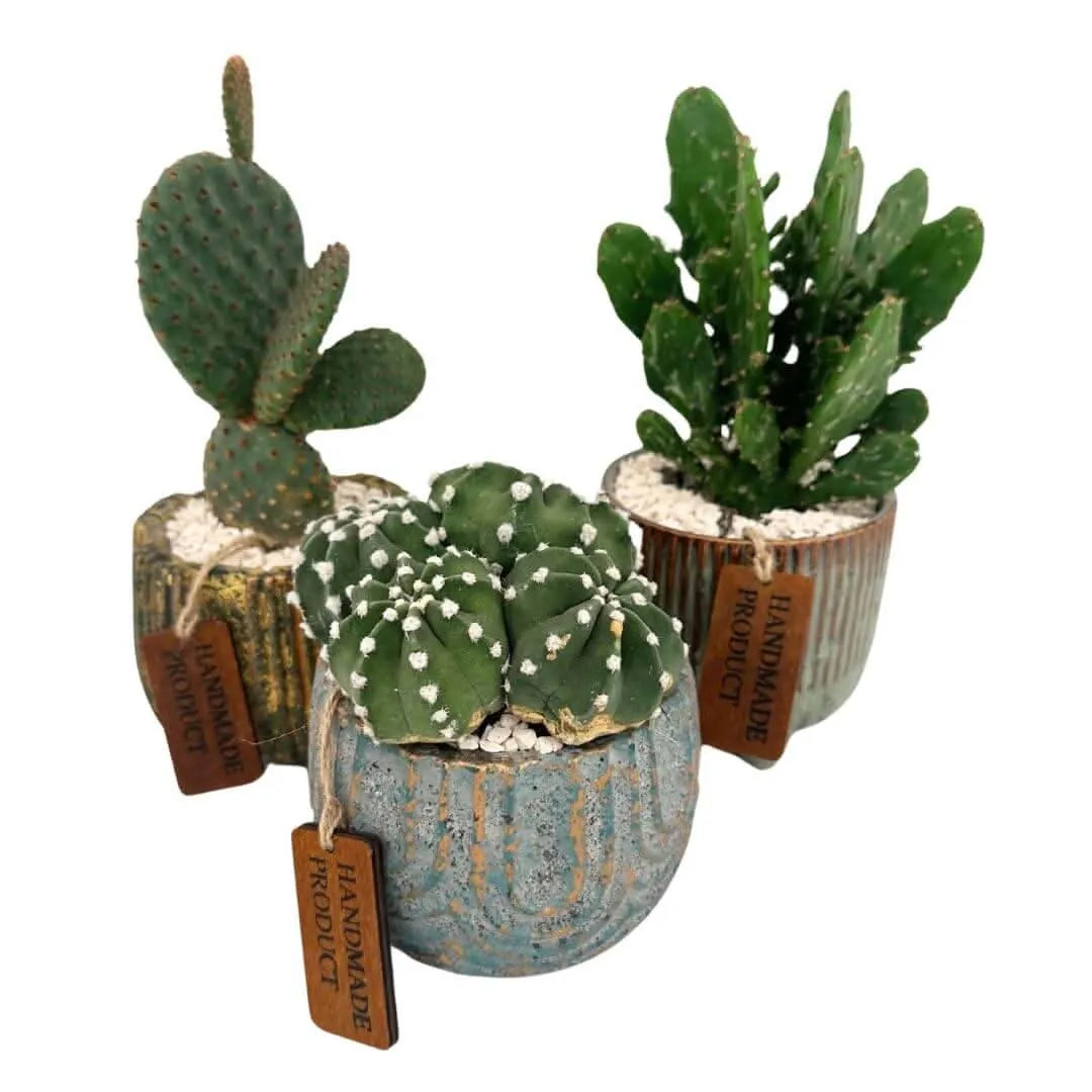 Composizione di una pianta grassa in vaso ceramica decor