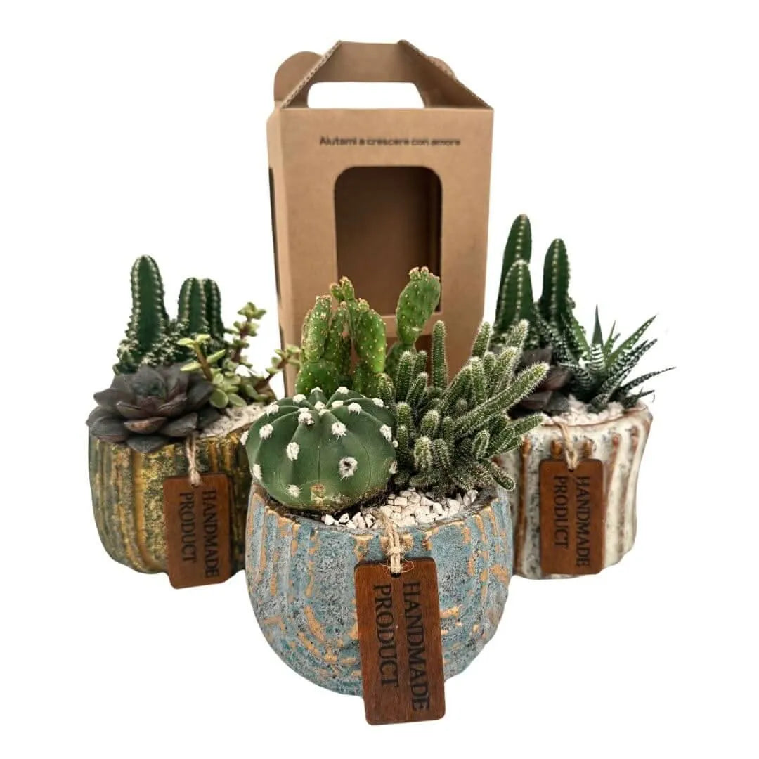 Composizione piccola di piante grasse in vasi ceramica decor