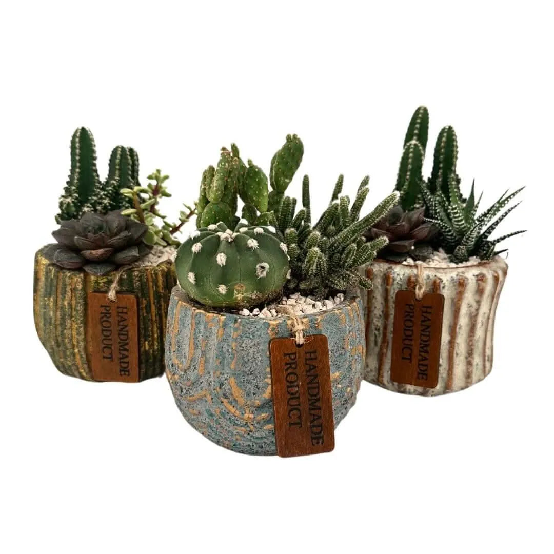 Composizione piccola di piante grasse in vasi ceramica decor