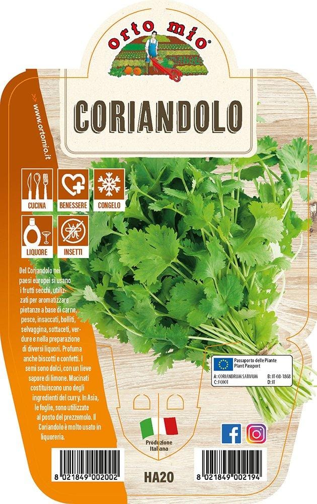 Coriandolo - 1 pianta v.14 cm - Orto Mio