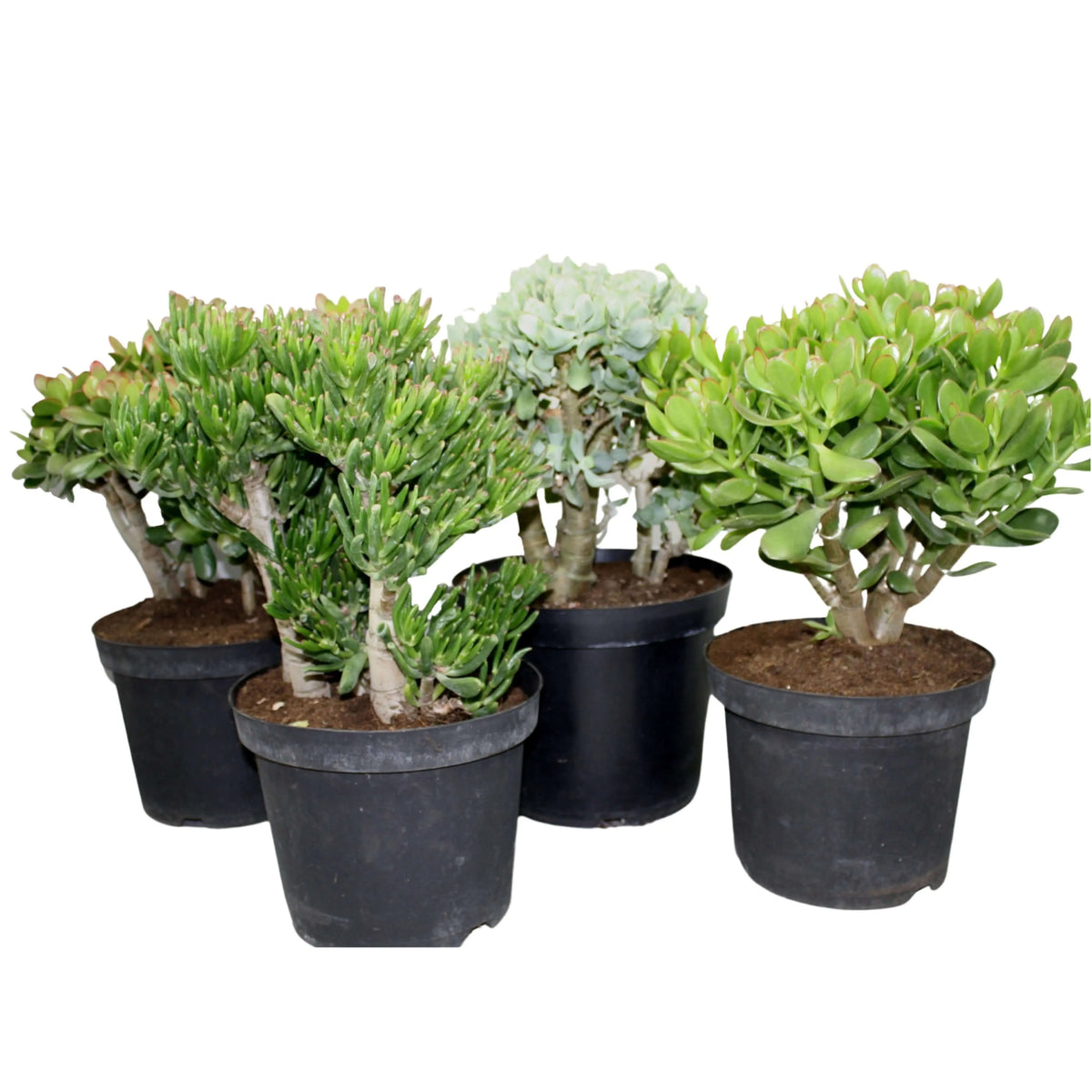 Crassula mix altezza piante 50