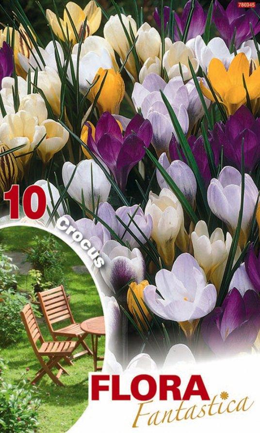 Crocus Species Mixed - Confezione da 10 bulbi