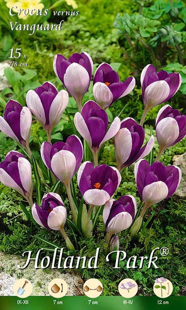 Crocus Vernus Vanguard - 10 Bulbi