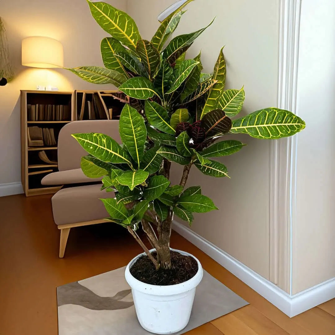 Croton Petra Ramificato in vaso bianco