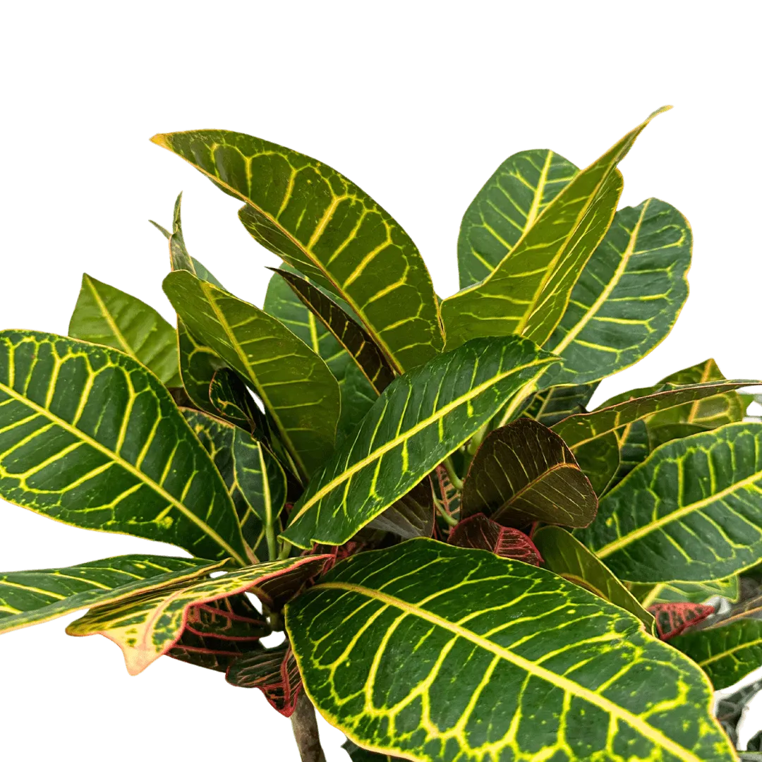 Croton Petra Ramificato in vaso bianco