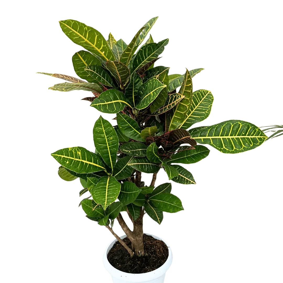 Croton Petra Ramificato in vaso bianco
