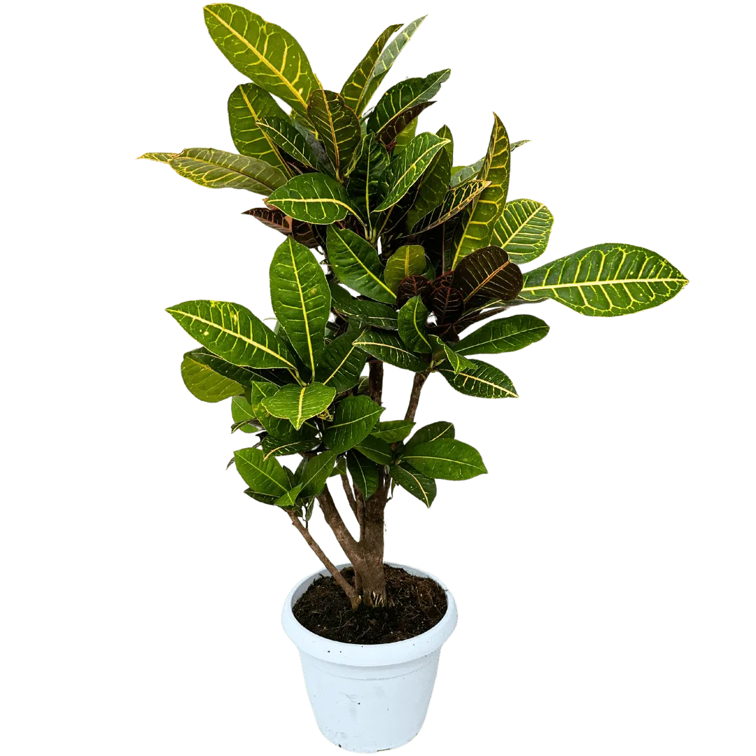 Croton Petra Ramificato in vaso bianco