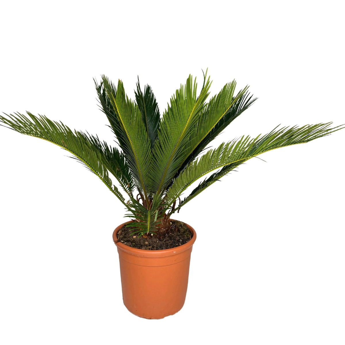 Cycas Revoluta